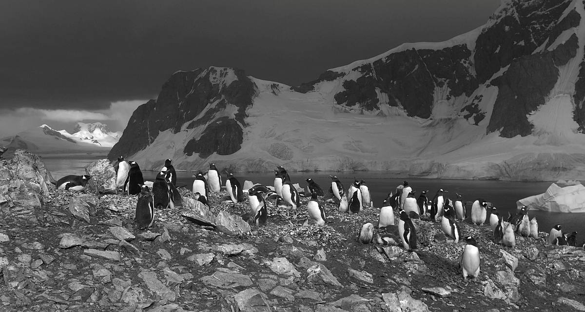 Brutplatz einer Pinguinkolonie auf Danco Island (Abb. aus dem Buch „Niemandsland“, Mareverlag, Foto © Adwin de Kluyver)